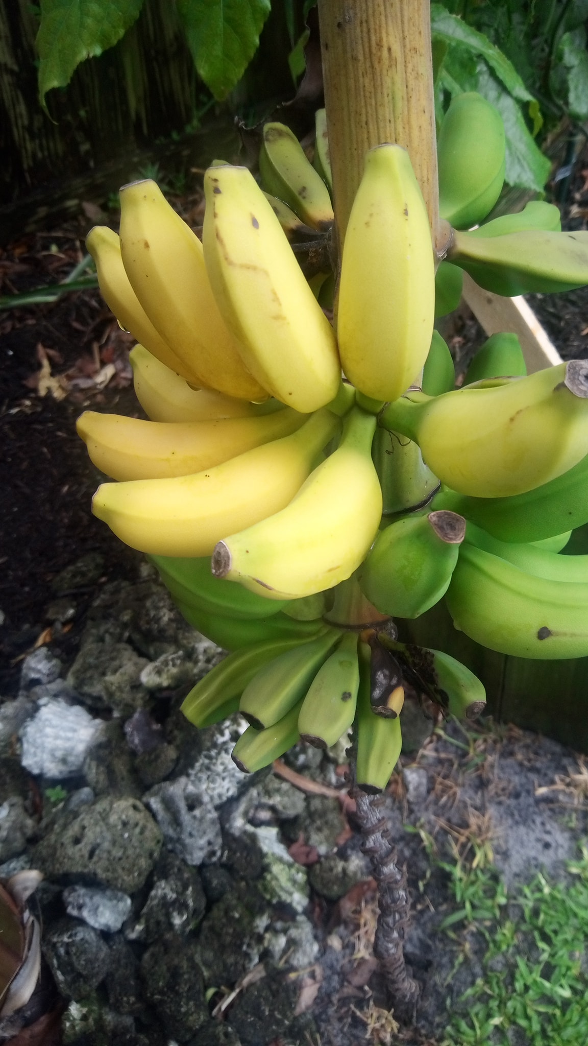 banana