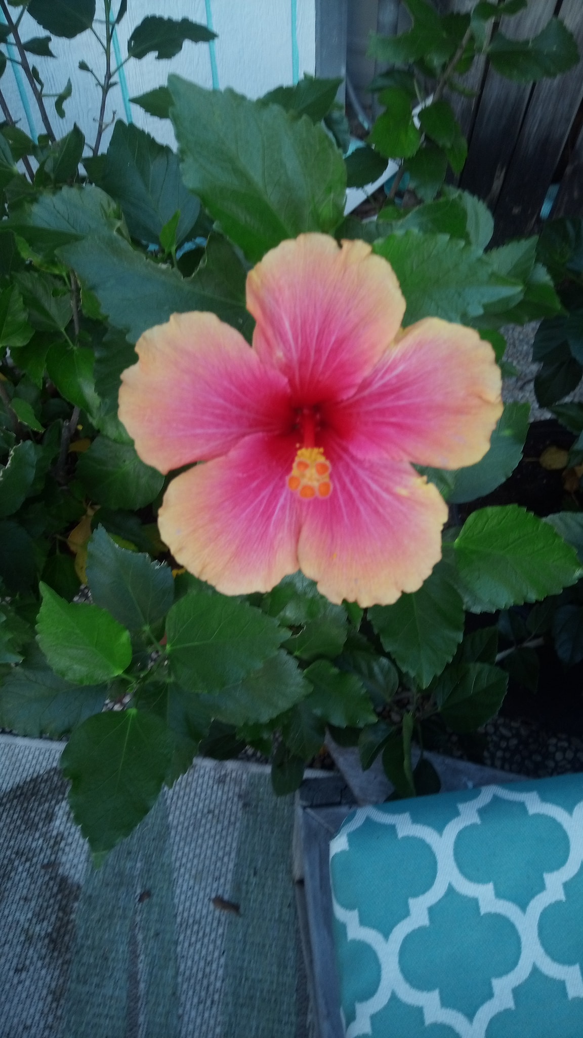 this is a Hibiscus