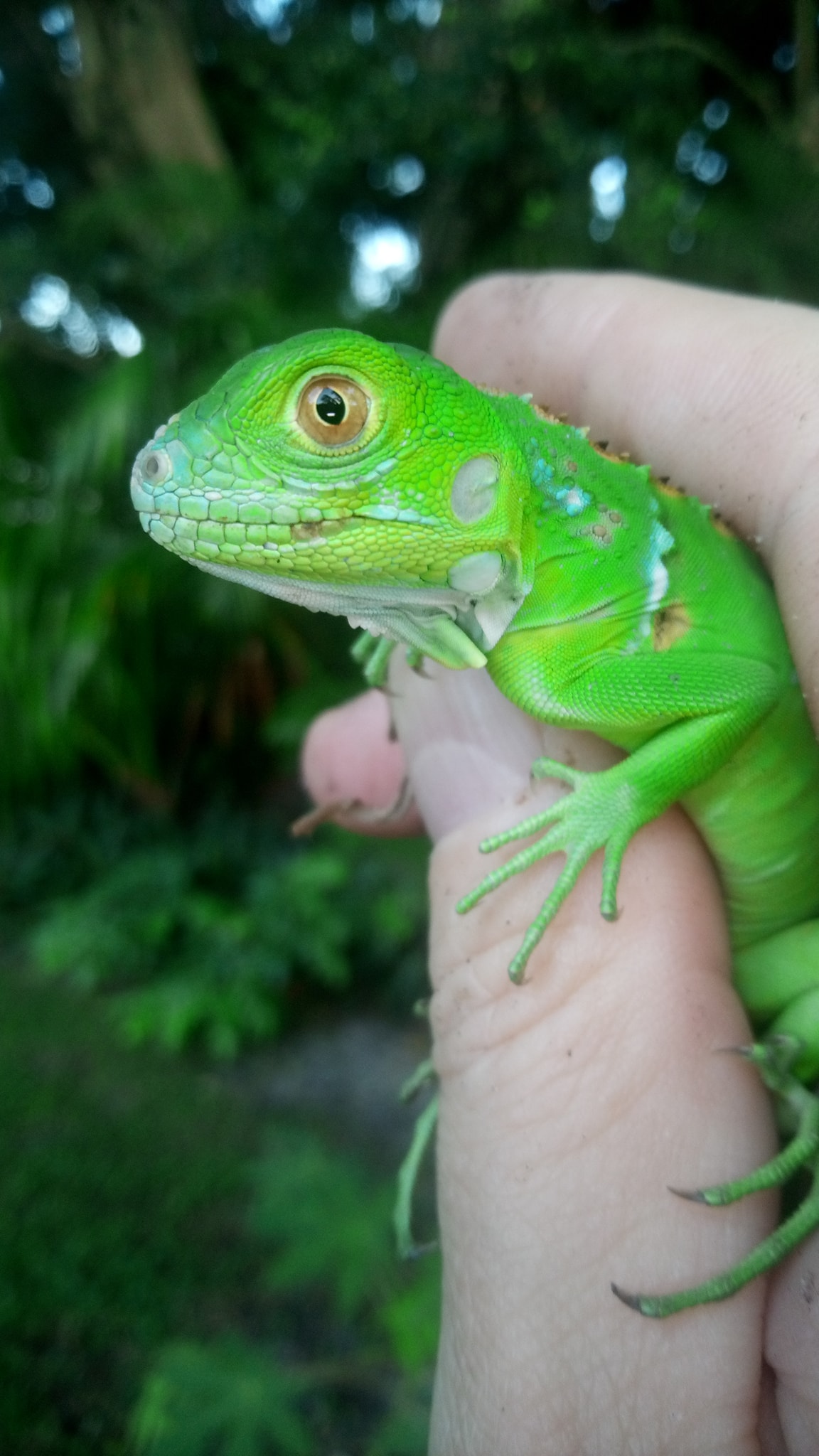 this is a lizard